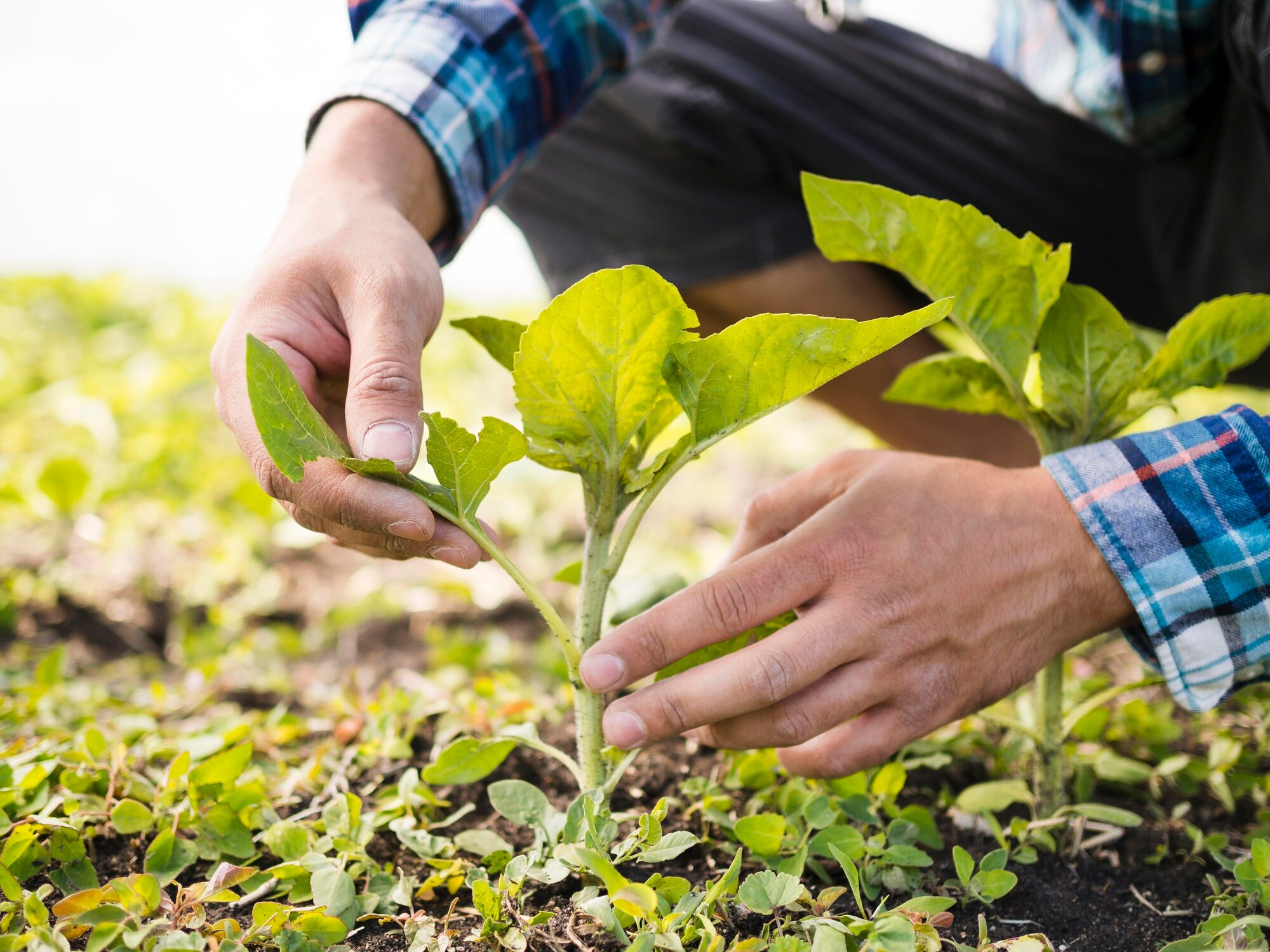 hombre cuidando su granja 23 2148580029