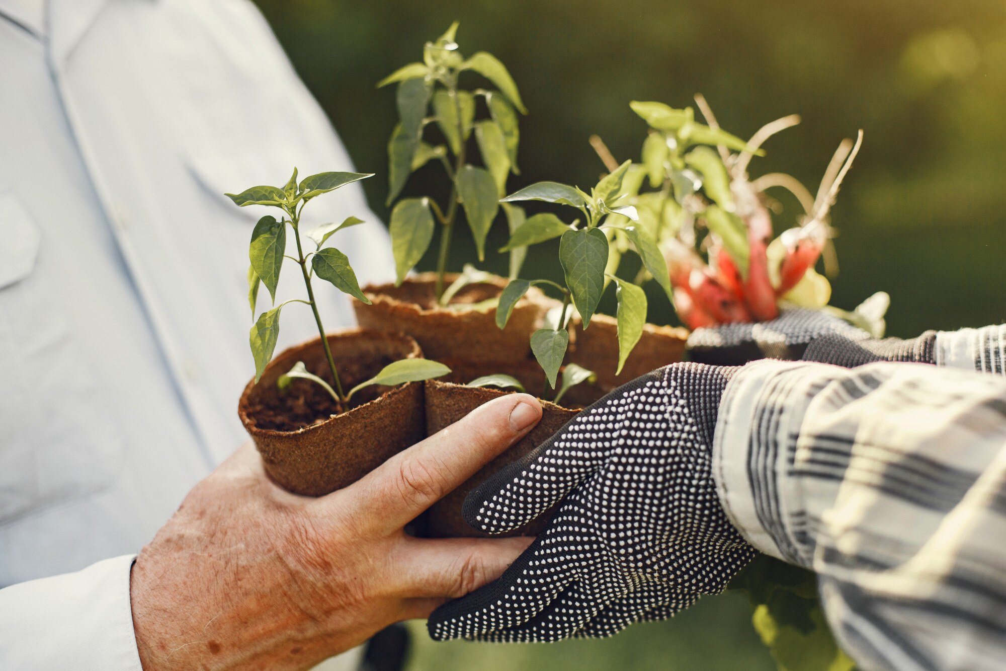retrato anciano sombrero haciendo jardineria su abuelo 1157 38486